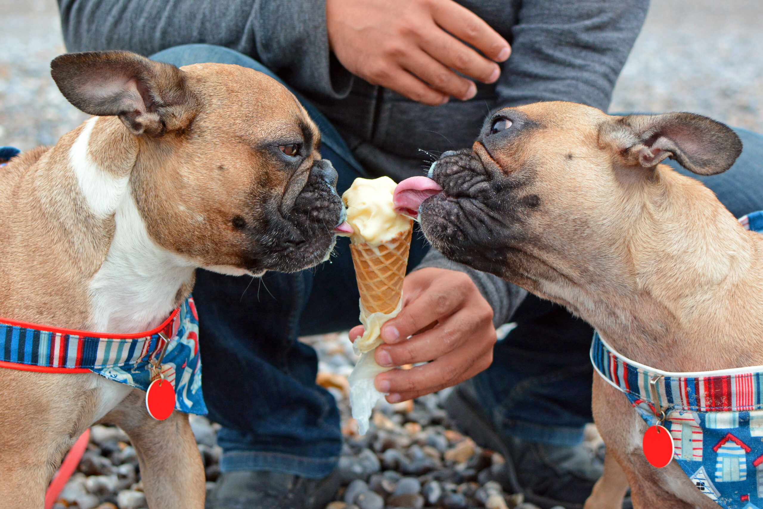 Two french bulldogs enjoying an ice cream cone together