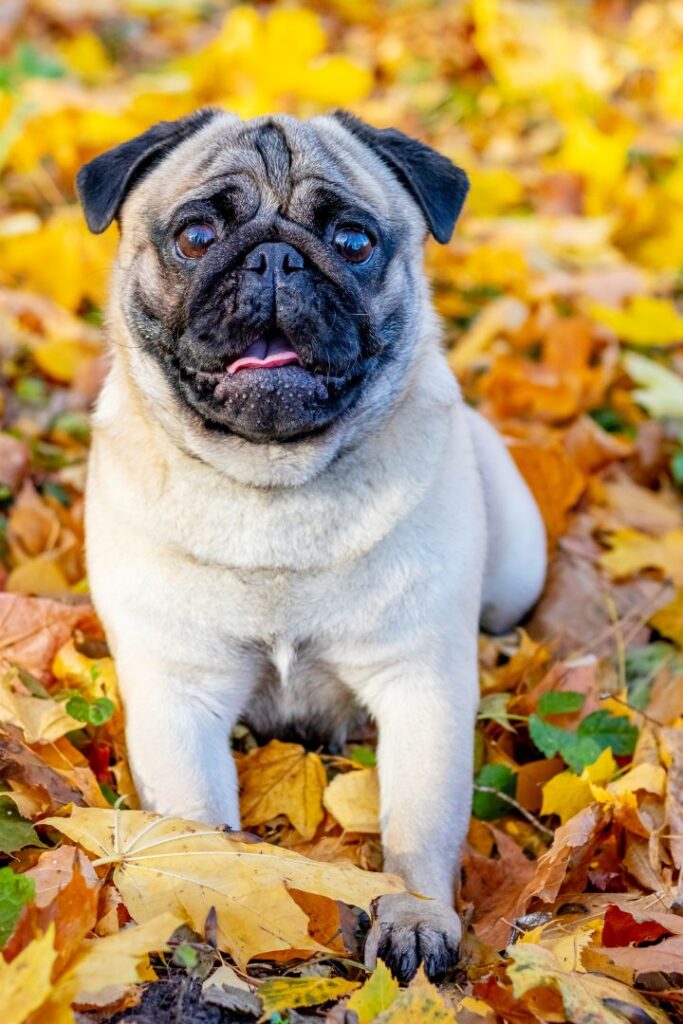 Pug sitting in orange leaves